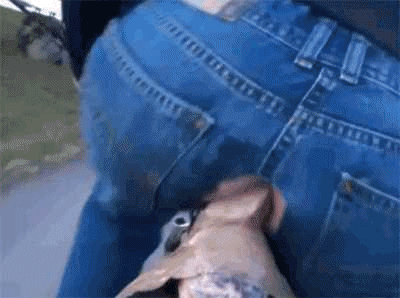 Ride the wild pussy: Uncategorized picture 1 of 1